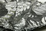 Fossil Seed Fern (Alethopteris) Plate - Pennsylvania #377485-1